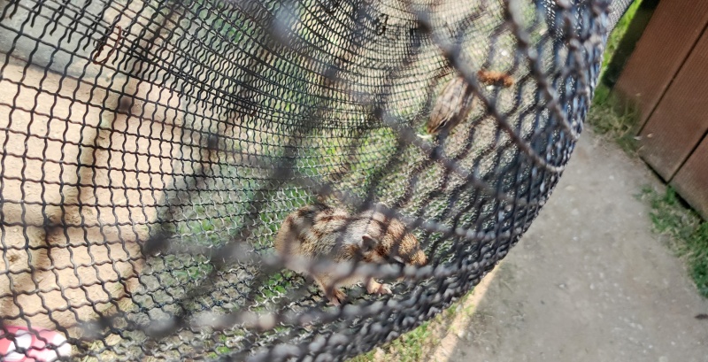 다람쥐 굴속에 있는 다람쥐