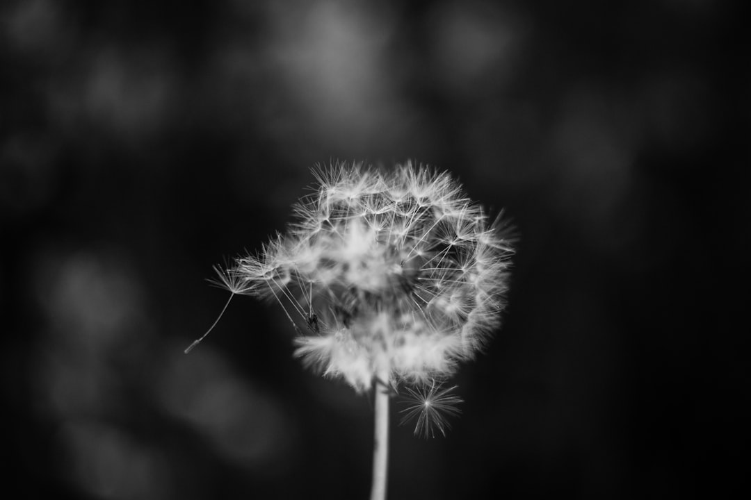 Pollen