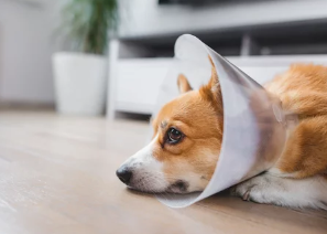 강아지 넥카라/출처:어도비스톡