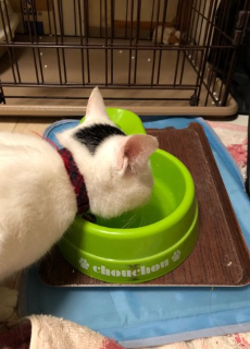 물을 마시는 고양이.