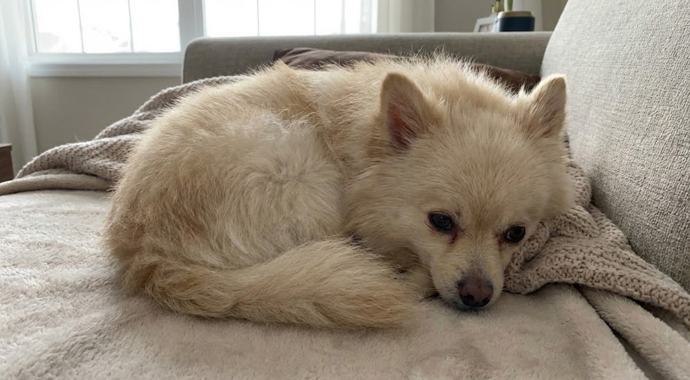 강아지 애디슨병 식욕부진