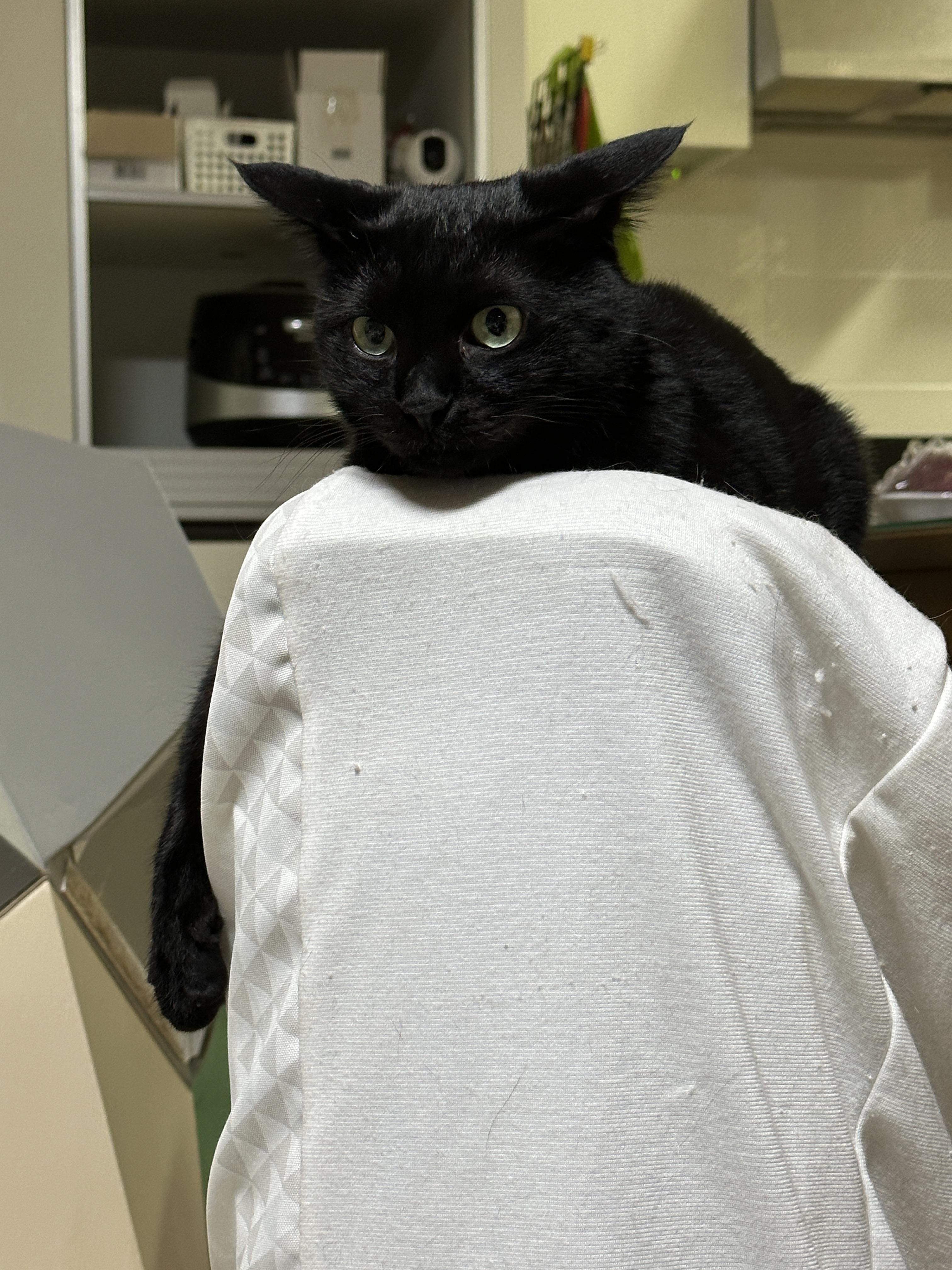 요즘 미모 폭발하는 건이의 최애 장소 (feat. 제습기 위 고양이)