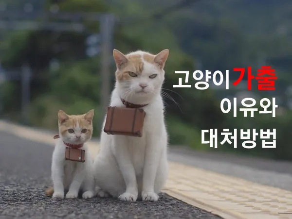 "고양이
