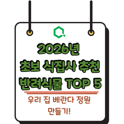 우리 집 베란다 정원 만들기! 2026년 초보 식집사 추천 반려식물 TOP 5