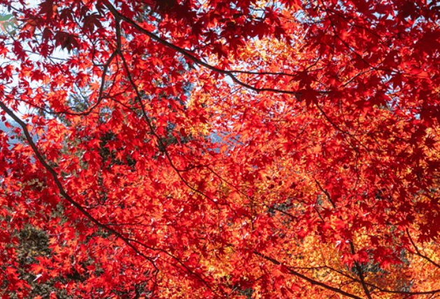 태백시 철암 단풍군락지