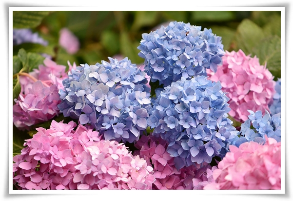 "수국" 여름의 아름다움을 한껏 품은 매력적인 꽃!