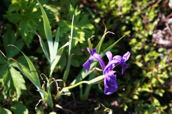 서울창포원 사계축제 꽃 기억해