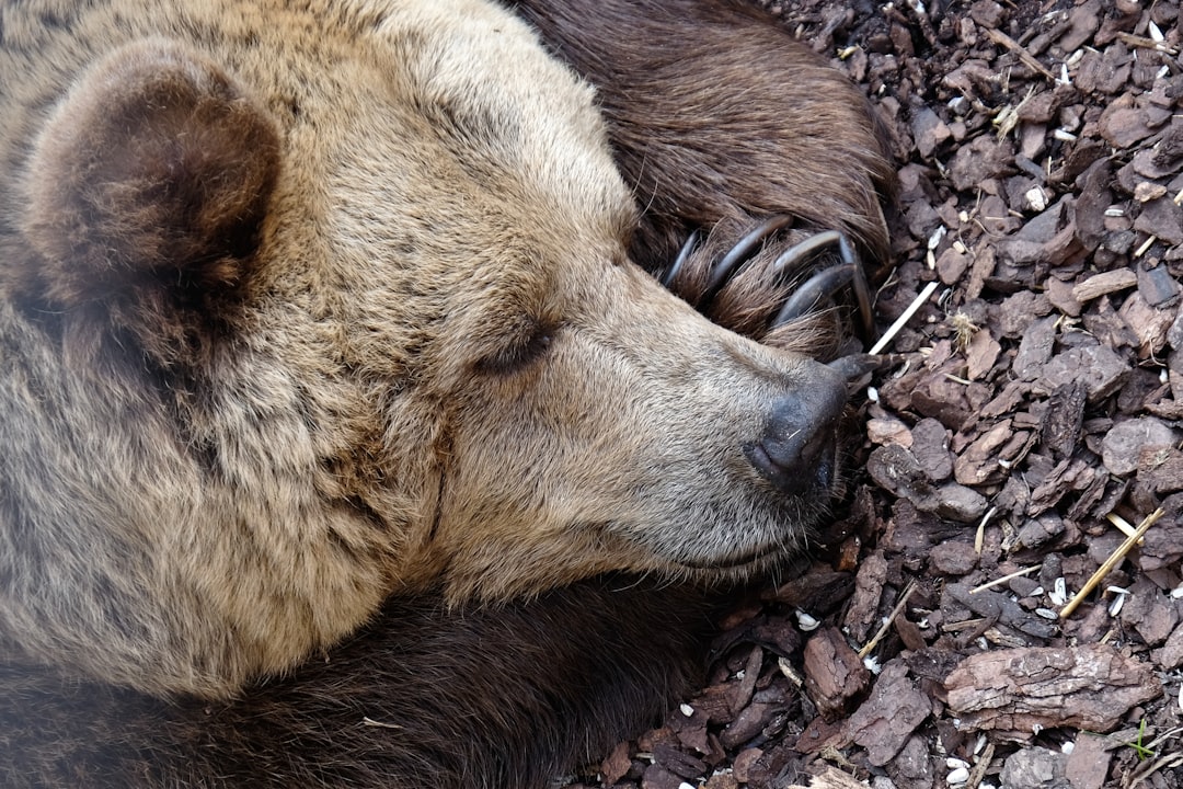 Bear