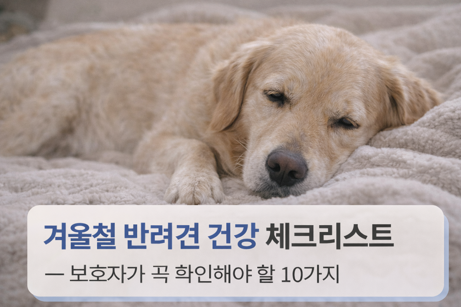 alt="겨울철 산책을 다녀온 후, 담요 위에서 편안히 쉬는 강아지"