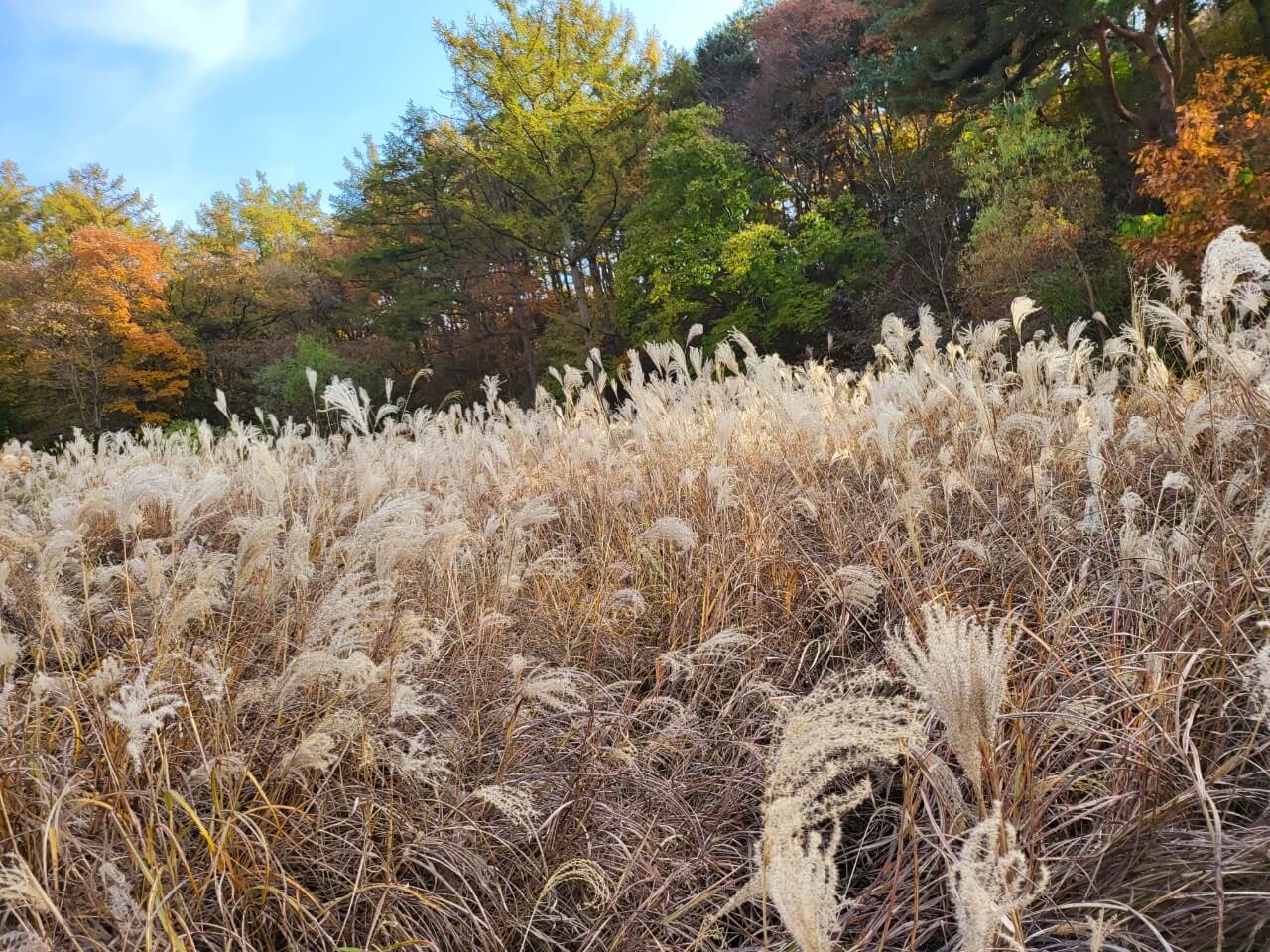 억새 맞죠? 엄청 멋졌어요.