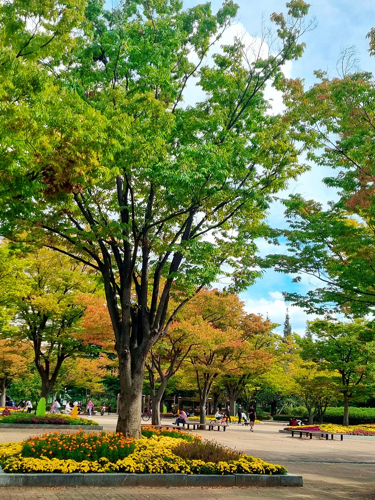 서울 근교 가을꽃 만발한, 경기도 고양시 강매석교공원 창릉천 코스모스축제