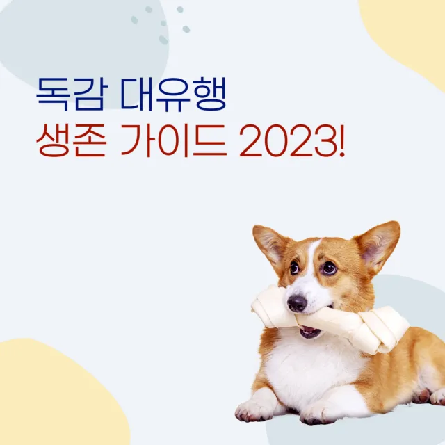블로그제목-독감대유행-생존가이드-썸네일-강아지가뼈물고있는사진