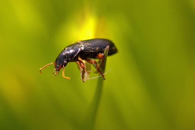 토양 내 셀룰로오스 분해 과정에서 곤충 효소와 박테리아의 협업 체계