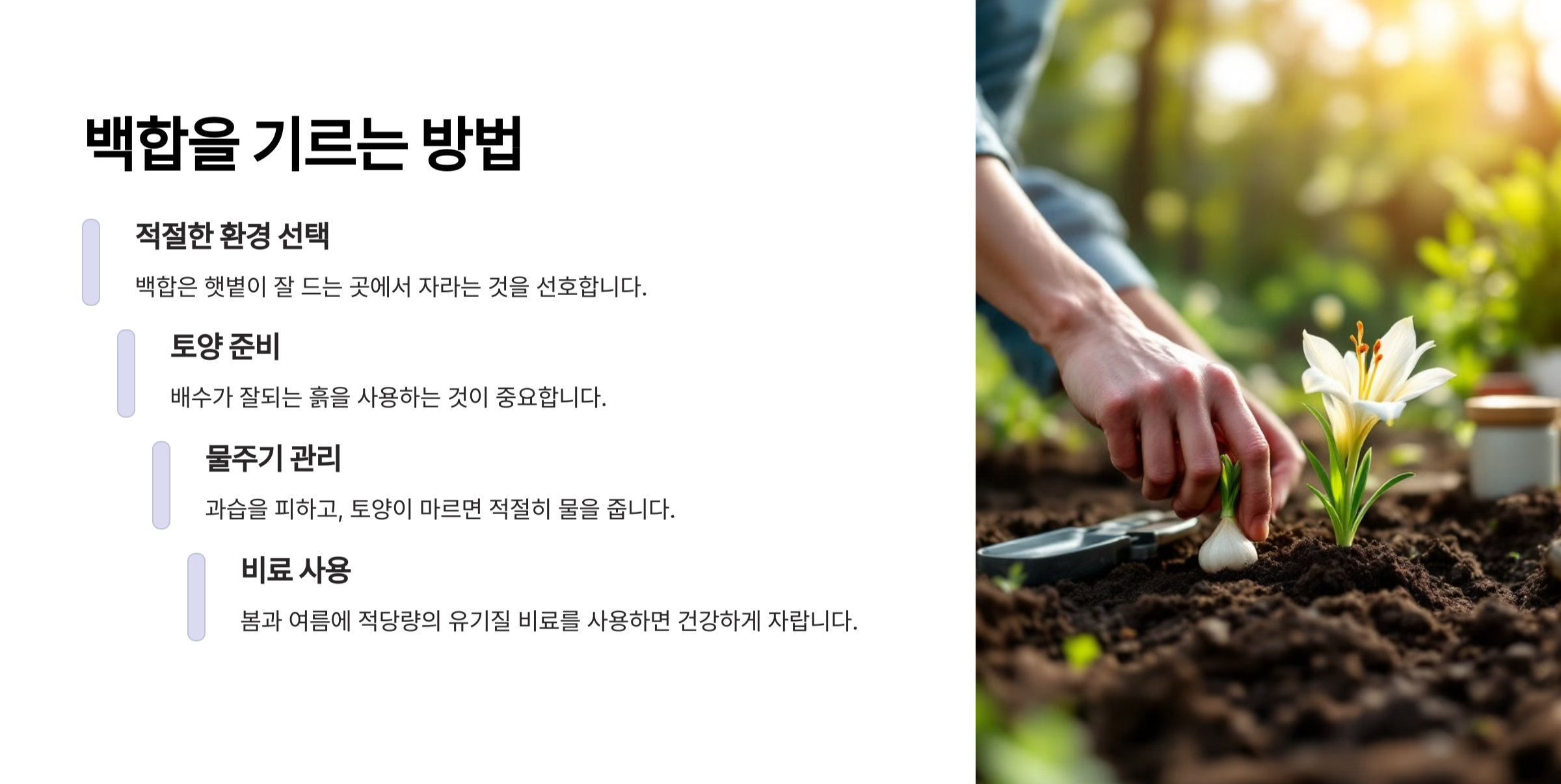 백합 사진
