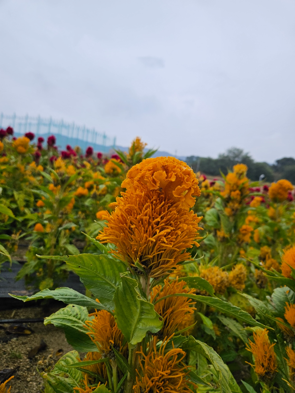 자이언트 촛불 맨드라미2 - 나리공원