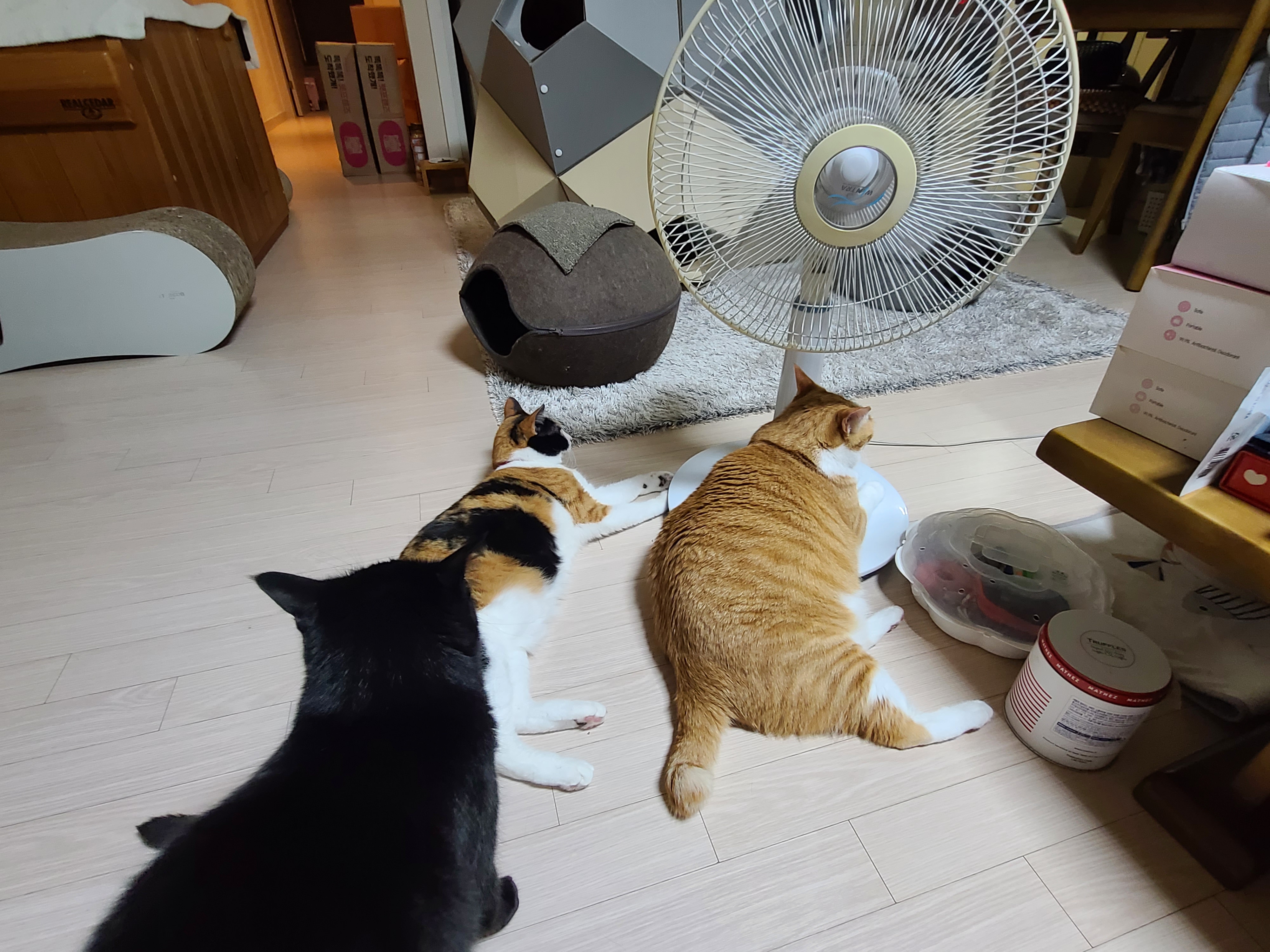 에어컨을 잠시 껐다...그랬더니 고양이들이....(눈치보는 집사)