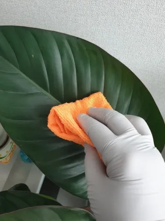 잎닦기 관리 미세먼지제거 광합성도움 우유물사용 주의점_6