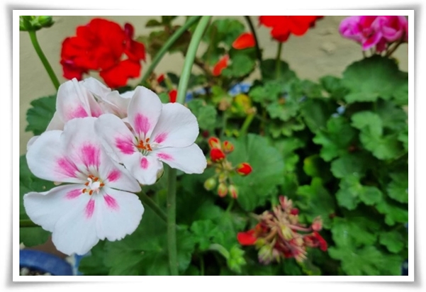 "제라늄 키우기" 365일 꽃을 피우며 향기와 아름다움과 공기 정화까지!