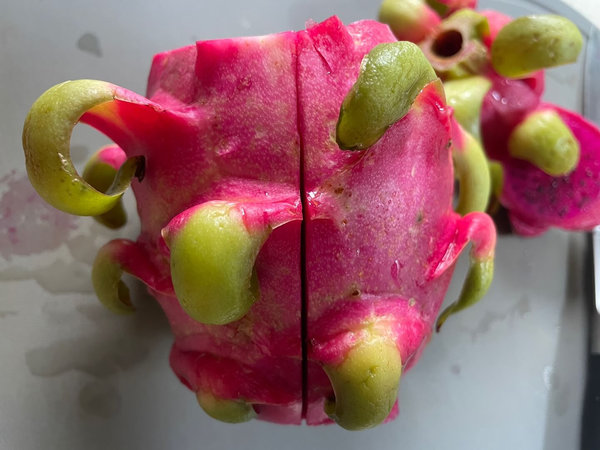 용과 먹는법 - 껍질 까는 방법