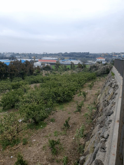 제주 토토아뜰리에 잔디밭 넘어 있는 감귤 농원