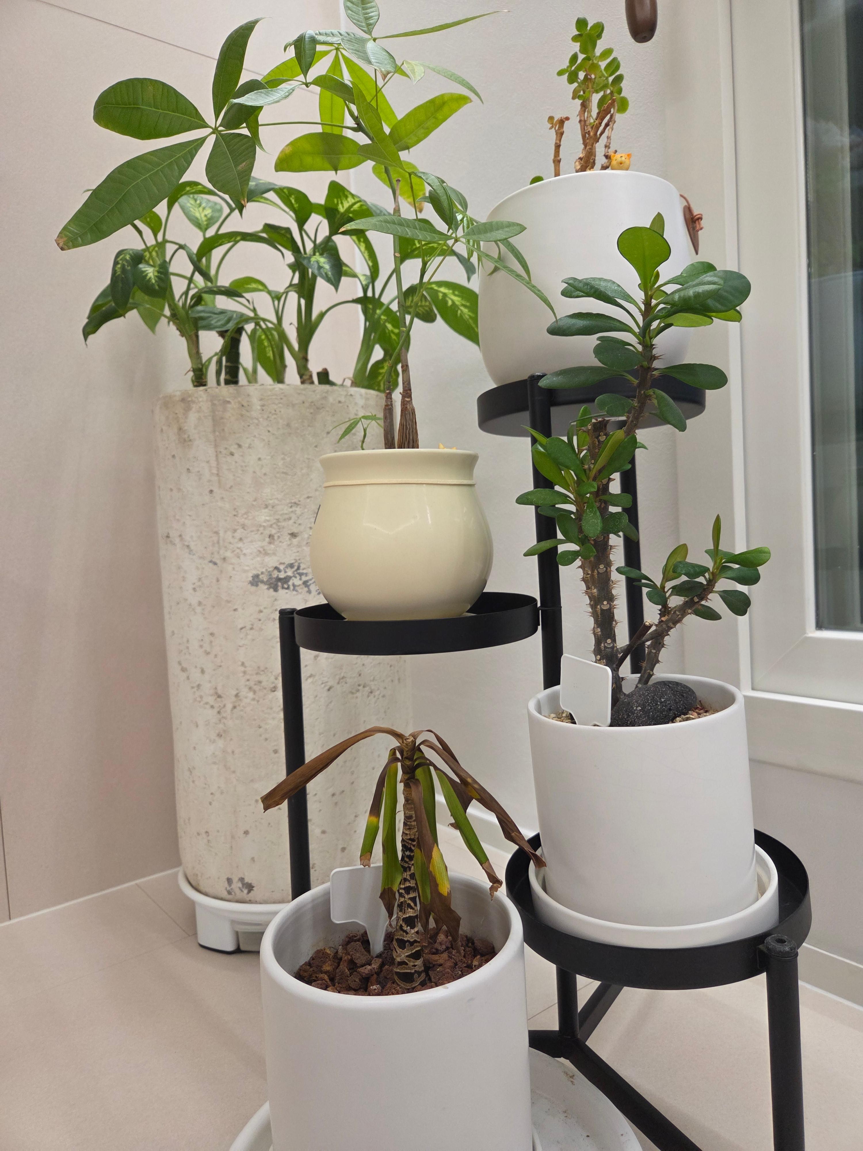 실내 식물 사진이며, 맨 아래 화분은 아픈 상태.