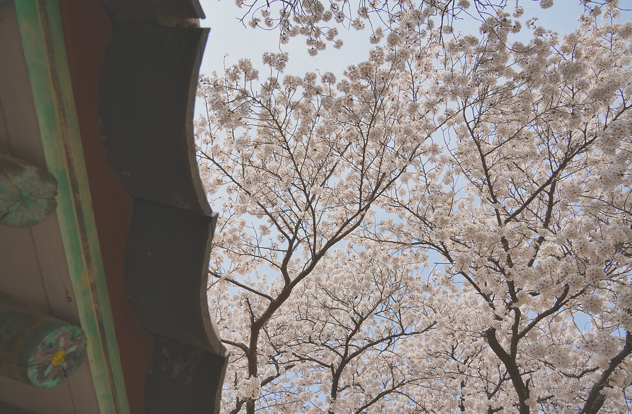 2024 경주 벚꽃 개화시기