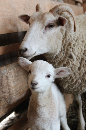 양띠 2025년 운세