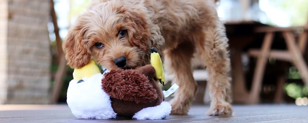 토이푸들 잘 키우는 방법 1