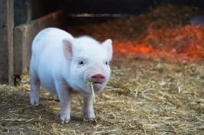 2025년 삼재띠 삼재