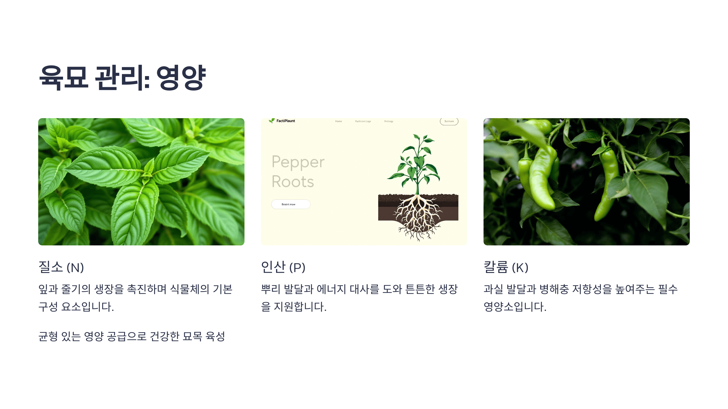 고추 사진입니다.