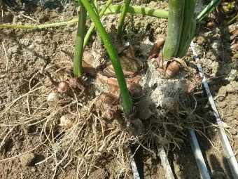 토란 재배 종자구 선택 고랑 관리 습도 조절_4