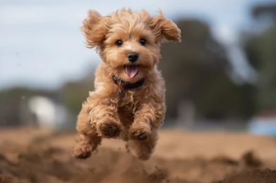 말티푸 / 출처:어도비스톡