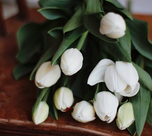 태안 튤립축제 기간, 입장료, 여행코스, 맛집 총정리