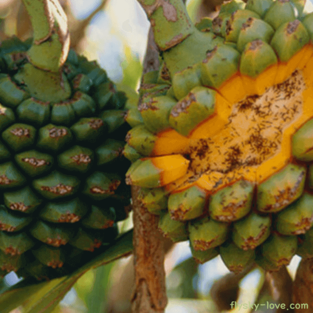 판다누스(pandanus), 스크류파인 활용법