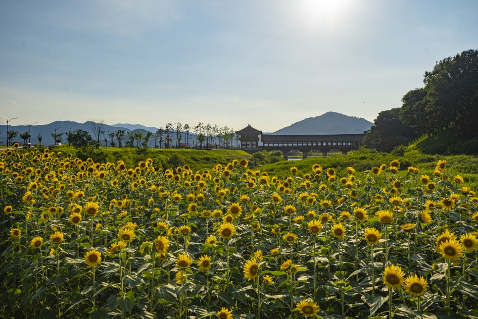 경주 월정교 해바라기