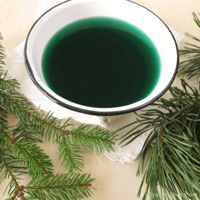 솔잎을 이용한 솔잎차