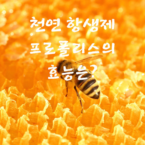 프로폴리스 효능 효과