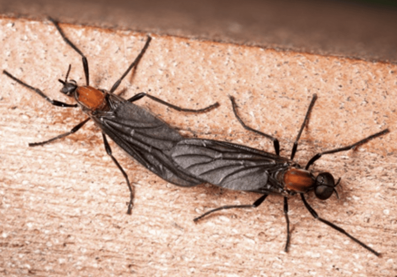 나무 표면에 붙어 짝짓기하는 러브버그