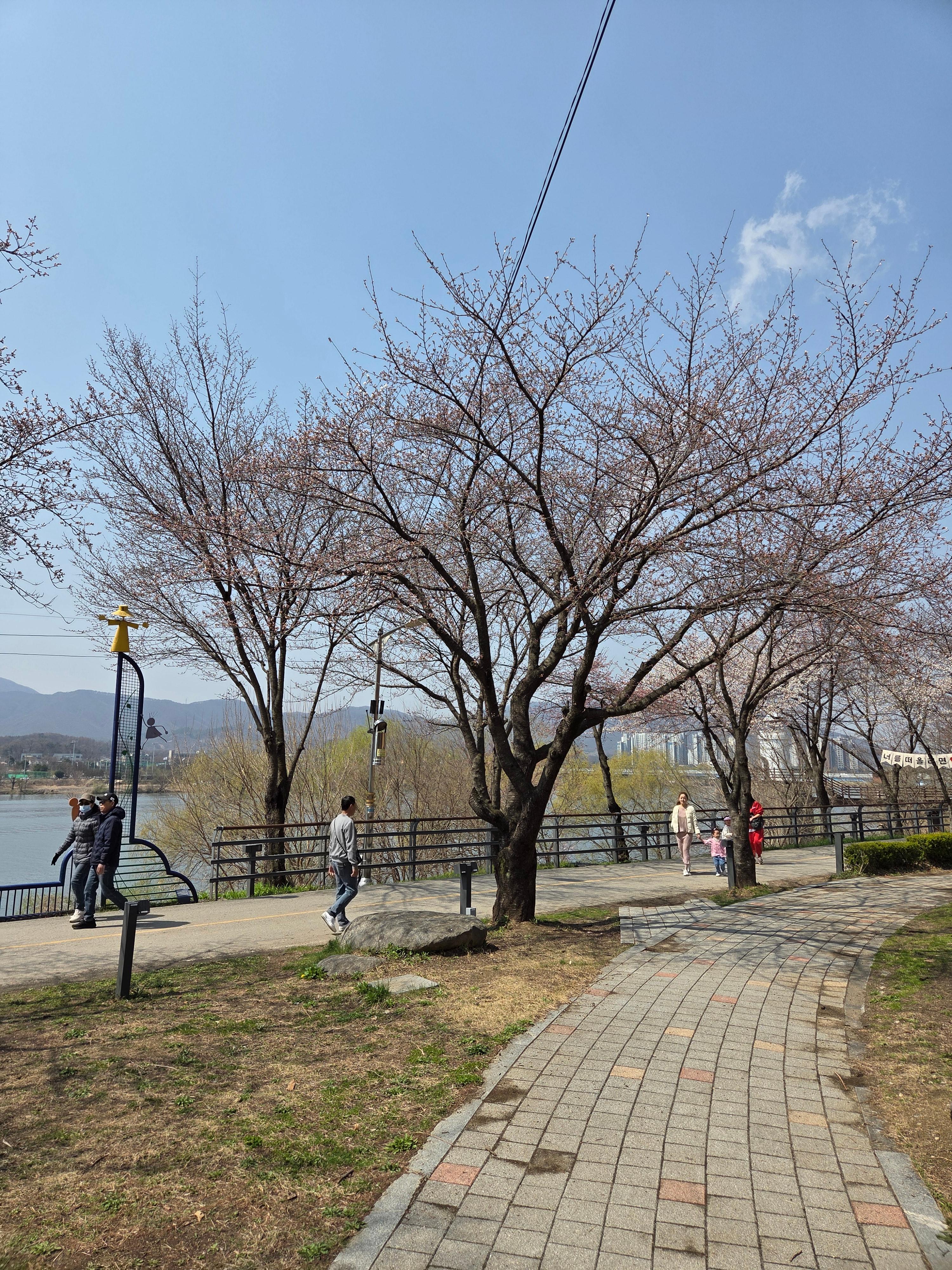 아직 많이 아쉬운 벚꽃나무