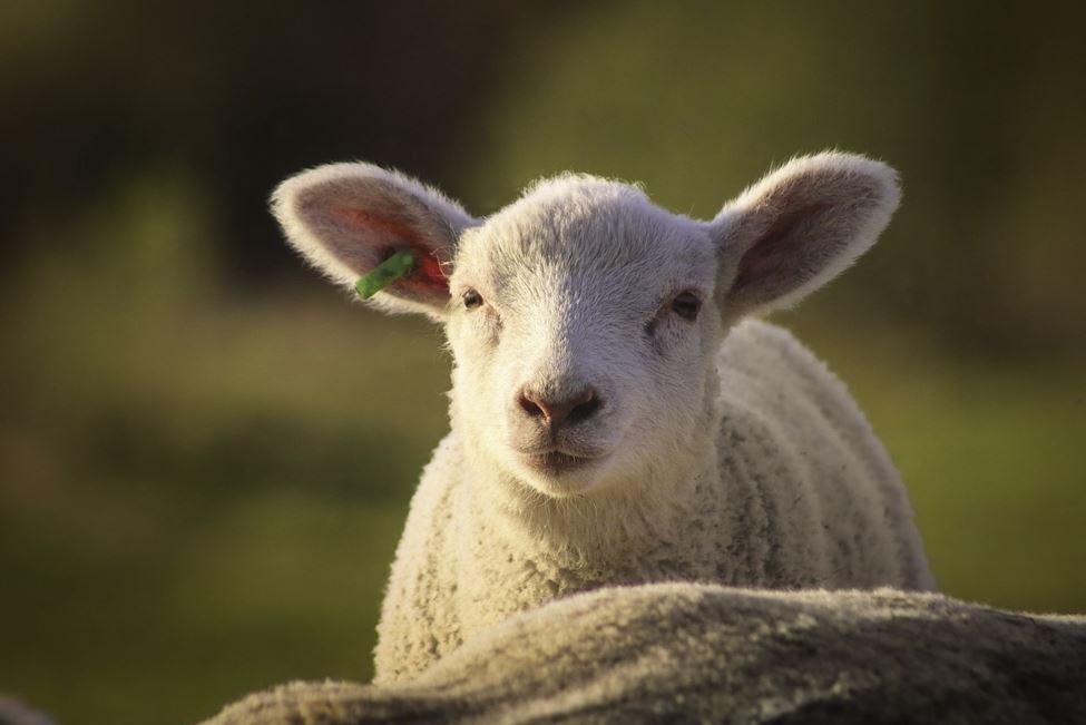 2026년 띠별 연애운 총정리