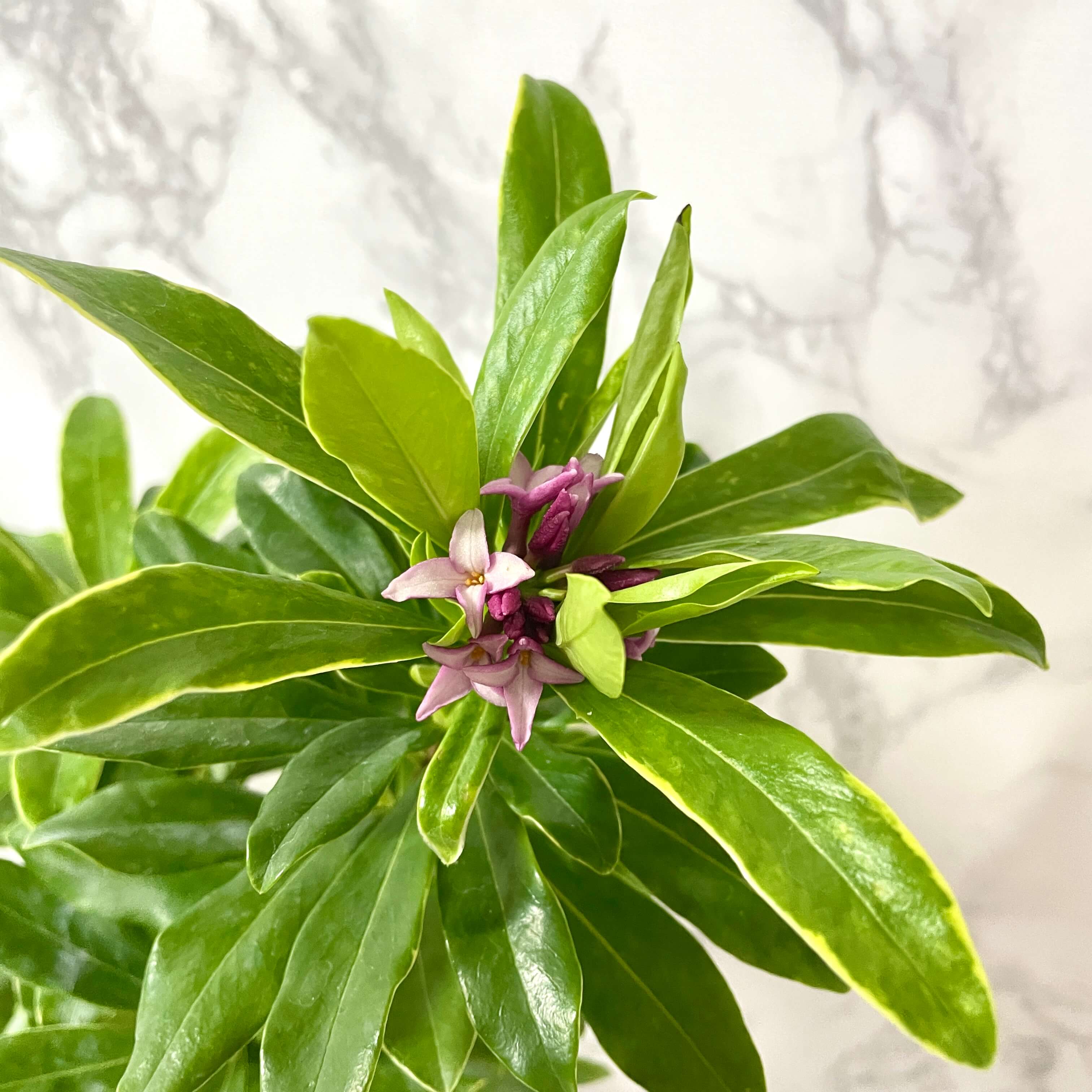 추위에 강한 식물 추천