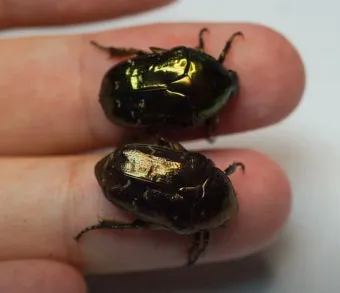 곤충 종류와 특징 생김새 습성 먹이 요약 정리_20