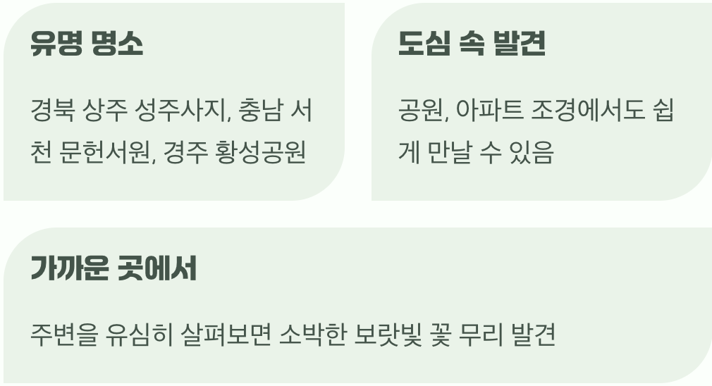 보랏빛 물결을 만날 수 있는 곳