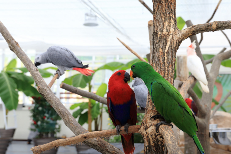 대전오월드-동물원-앵무새