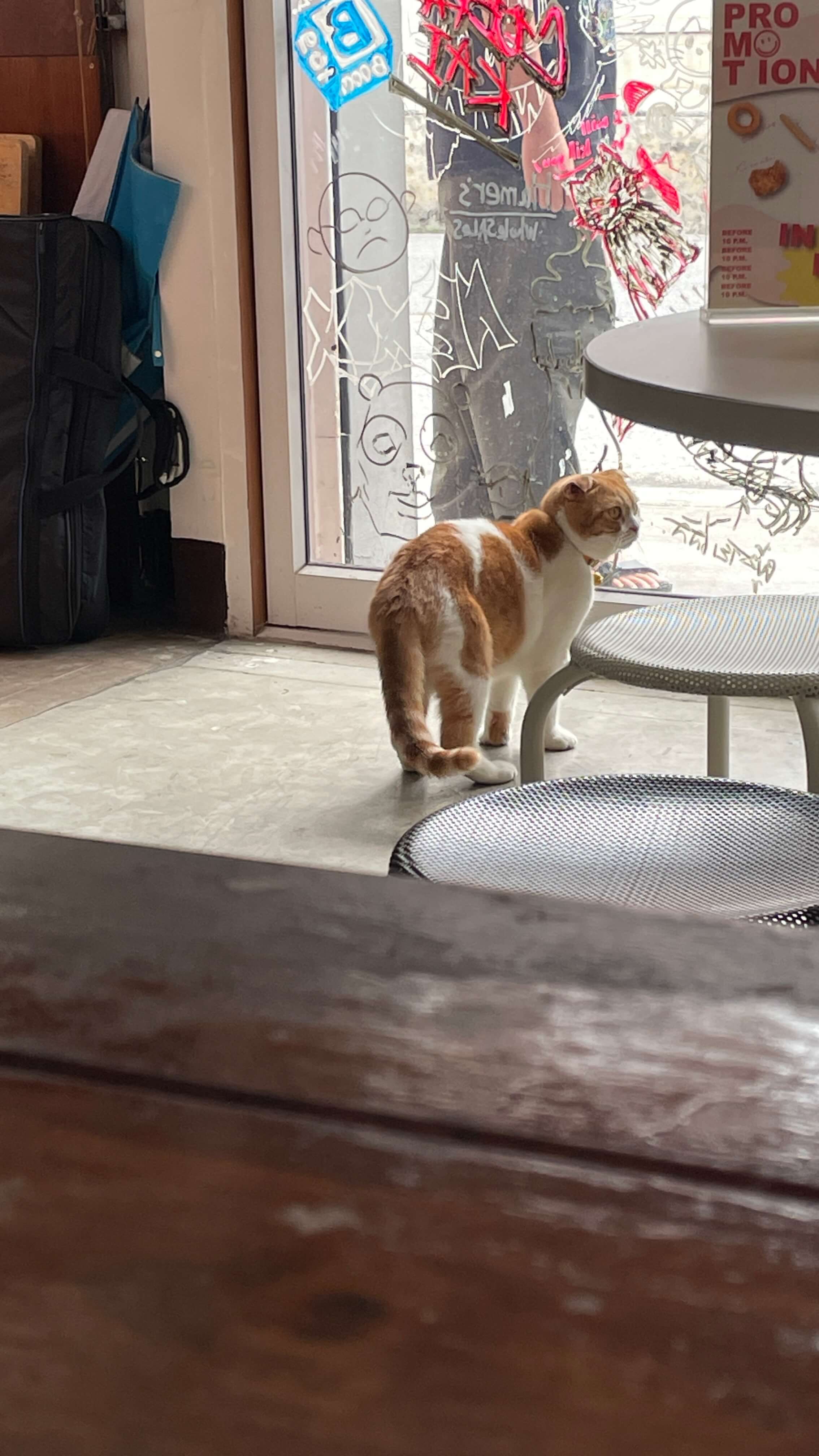 치앙마이 카페 고양이