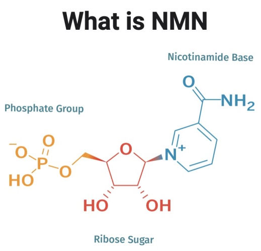 NMN 판매금지 부작용
