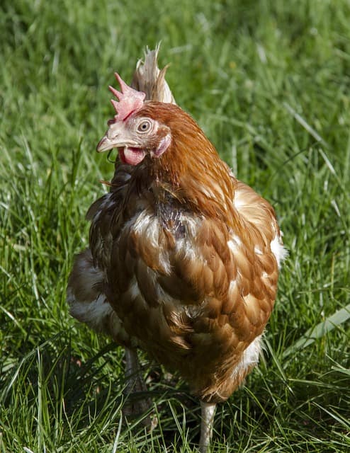 닭이 자꾸 날갯짓을 한다면? 날개의 움직임에 숨은 신호