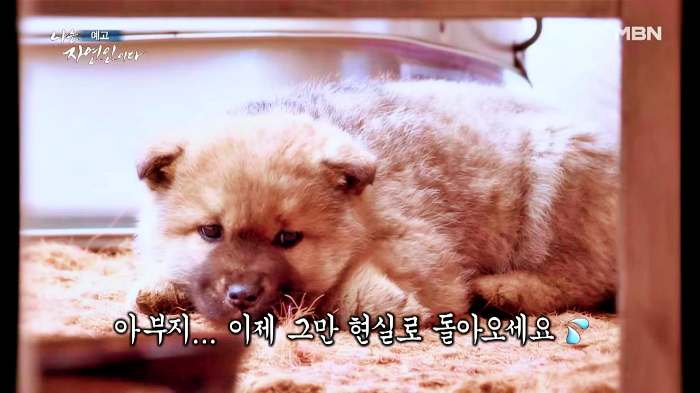 나는 자연인이다 부동산 투자 은퇴 후 추억의 솥뚜껑 토스트 감자전 어머니 레시피 머랭 빵 만드는 자연인 유민재 소개 및 이승윤 출연 546회 다시보기