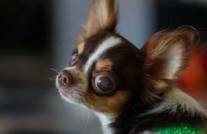 개의 고민에 응한 개의 몸에 좋은 영양제.