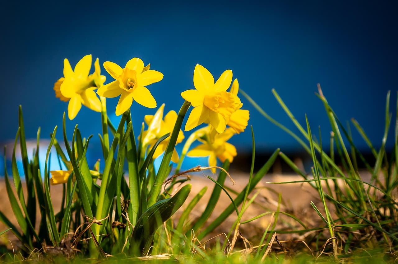 나르시스트 심리